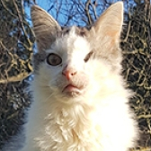 Rescue Cat Rosie from Lucky Cat Rescue, Skegness, needs a home
