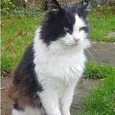 Rescue cat Sid from Lucky Cat Rescue, Skegness, needs home