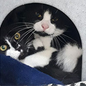 Rescue cats Storm and Mario from Celia Hammond Animal Trust - Lewisham, London East, London West, West Kent, need a home