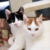 Rescue cats Ziggy & Pebbles, at Country Hill Animal Shelter, Kingsbridge, need a new home