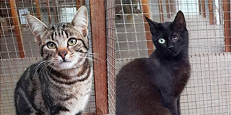 Rescue cats Alvin and Patch from Country Hill Animal Shelter, Kingsbridge, Devon, need a home