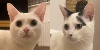 Rescue Cats Angel & Pearl, Precious Paws Cat Rescue, York needs a home