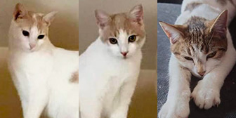 Rescue cats Atlas, Apollo and Artemis from New Beginnings Cat Rehoming, Gateshead, Northumberland, Tyne and Wear, need a home