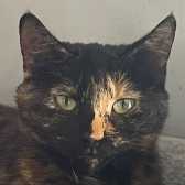 Rescue Cat Ava Rose, Tails Animal Welfare, Liverpool needs a home