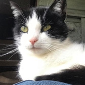 Rescue cat Beth from Burton upon Stather Cat Rescue, Scunthorpe, Lincolnshire, needs a home