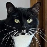 Rescue Cat Big Bob, Cats Protection - Stourbridge, Dudley & Wyre Forest,  Stourbridge needs a home