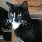 Rescue cat Bob from Burton upon Stather Cat Rescue, Scunthorpe, Lincolnshire, needs a home