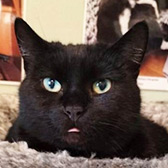 Rescue cat Chantenay from The Moggery Rehoming Centre, Bristol, Avon, needs a home