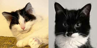 Rescue cats Cornelius and Orpheus from Bushy Tail Cat Aid, Watford, Hertfordshire, West London, need a home