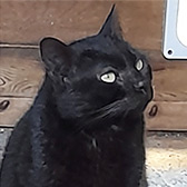 Rescue cat Dolly from Country Hill Animal Shelter, Kingsbridge, Devon, needs a home