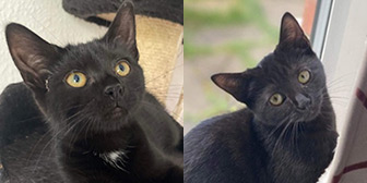 Rescue cats Dora & Dotty from The Cat House Rescue, Bradford, North Yorkshire, West Yorkshire, need a home