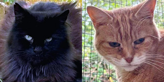Rescue cats Erik and Liv from Holly Hedge Animal Sanctuary, Bristol, Somerset, Gloucestershire, need a home