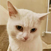 Rescue cat Eugene from Moonstone Rescue, Hertford, Hertfordshire, East London, West London, needs a home