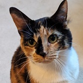 Rescue cat Georgie from Twilight Cats - Senior Cat Rescue, Evesham, needs home