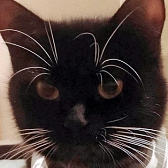 Rescue cat Hope, at Precious Paws Cat Rescue York, needs a new home