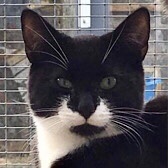 Rescue cat Jamie, from Tails Animal Welfare, Liverpool, Merseyside, needs a home