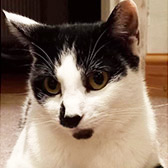 Rescue cat Jess from CRG Animal Rescue, Leicester, Leicestershire, Warwickshire, Northamptonshire needs a home