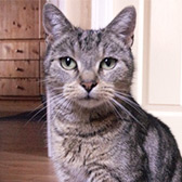 Rescue cat Kedi from 8 Lives Cat Rescue, Sheffield, Derbyshire, South Yorkshire, needs a home