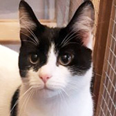 Rescue cat Kitson from Buttons Animal Rescue, Barnsley, South Yorkshire, West Yorkshire, needs a home