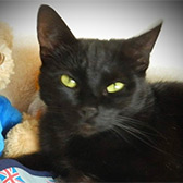 Rescue cat Lulah from Willows Cat Adoption Centre, South Shields, Durham, Tyne & Wear, Northumberland, needs a home