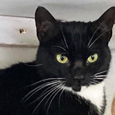 Rescue cat Michelle from The Moggery Rehoming Centre, Bristol, Avon, needs a home