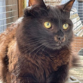 Rescue cat Otis from Tails Animal Welfare, Liverpool, Merseyside, needs a home