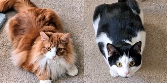 Rescue cats Paddy and Sophie, at Marjorie Nash Cat Rescue, Amersham, need a new home