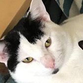 Rescue cats Paul from Lulubells Rescue, Enfield, Greater London, Hertfordshire, needs a home