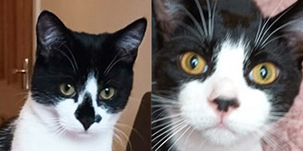  Rescue cats Pistachio & Coconut from Tails Animal Welfare, Liverpool, needs home