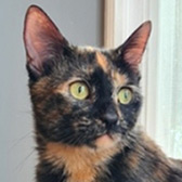 Rescue cat Princess from Hounslow Animal Welfare Society, Hounslow, West London, Surrey, needs a home
