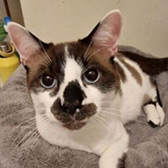Rescue cat Smudgey from Cat Watch Rescue Shelter, Amesbury, Dorset, Hampshire, Wiltshire, needs a home