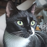 Rescue cat Snowdrop from Hounslow Animal Welfare Society, Hounslow, West London, Surrey, needs a home