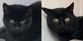 Rescue cats Steve and Parker from Filey Cat Rescue, Scarborough, North Yorkshire, East Yorkshire, need a home