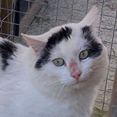 Rescue cat Terry from Filey Cat Rescue, Scarborough, North Yorkshire, East Yorkshire, needs a home