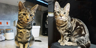 Rescue cats Titus and Tobias from Cat Action Trust 1977 - Doncaster South, Doncaster, South Yorkshire, need a home