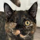 Rescue Cat Treacle, Cat Action Trust 1977 - Doncaster,  Doncaster needs a home