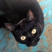 Rescue cat Twinkle, at The Ark Animal Rescue & Retirement Home, Louth, needs a new home