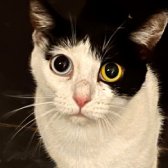Rescue Cat Agatha, Kats Cradle Cat Rescue, Wolverhampton needs a home