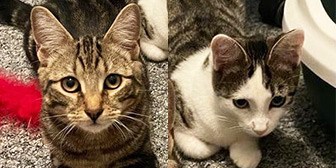 Rescue cats Akela and Skadi from Fur and Feathers Animal Sanctuary, Wythall, Worcestershire, West Midlands, need a home