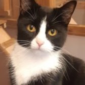 Rescue Cat Albert, Barnsley Animal Rescue Charity (BARC),  Barnsley needs a home