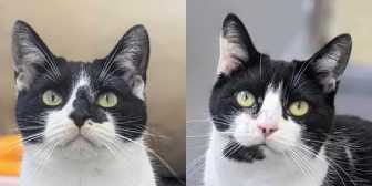Rescue Cats Asta & Espen, Wythall Animal Sanctuary, Birmingham needs a home