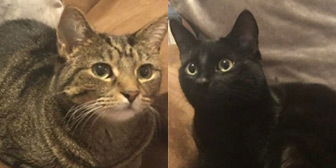Rescue cats Ava and Ozzy from Buttons Animal Rescue, Barnsley, South Yorkshire, West Yorkshire, need a home