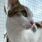 Rescue cat Betty from Cat Action Trust 1977 - Doncaster South, Doncaster, South Yorkshire, needs a home