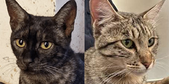 Rescue cats Bundle and Princess from Holly Hedge Animal Sanctuary, Bristol, Somerset, Gloucestershire, need a home