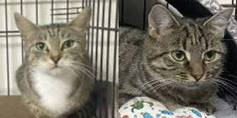 Rescue Cats Catarella and Violet from Pawz for Thought, Sunderland, Durham, Northumberland, Tyne and Wear, need a home