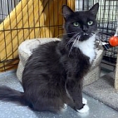 Rescue cat Cleocatra, at Pawz for Thought, Sunderland, needs a new home