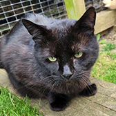 Rescue cat Dexter from Little Cottage Rescue, Luton, Hertfordshire, Buckinghamshire and Bedfordshire, needs a home