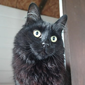Rescue cat Emmie from Four Paws Cat Rescue, Oxford, Oxfordshire, Buckinghamshire, needs a home