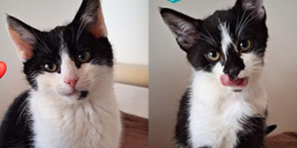 Rescue cats Tiana and Figaro from Orpington Cat Rescue, West Kent and East London, need a home