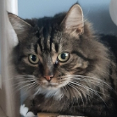 Rescue Cat Fluffy from Barnsley Animal Rescue Charity (BARC), Barnsley, needs a home